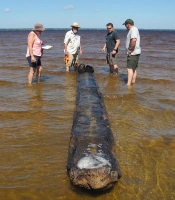 Lake Waccamaw Canoe Treatment: Waterlogged Wood Conservation 